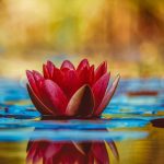 selective focus photography of red waterlily flower in bloom