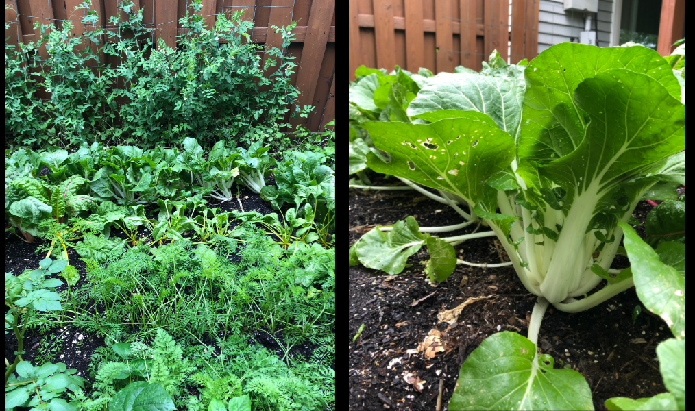 backyard garden bok choy